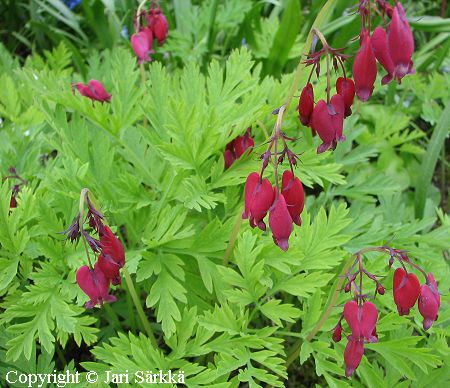 Dicentra Formosa-Ryhm 'Baccanal', purppurapikkusydn